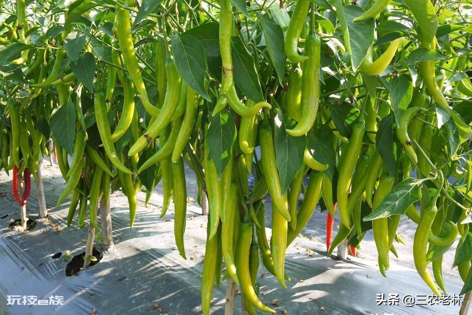 辣椒苗移栽多久可以施肥(种植辣椒苗施肥方法及注意事项)-图片2